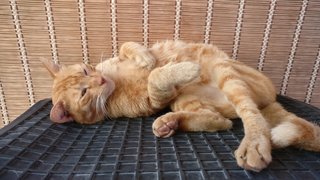 Garfield The Cat Nanny - Domestic Short Hair Cat