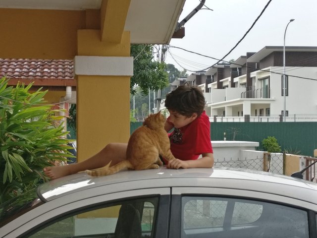 Garfield The Cat Nanny - Domestic Short Hair Cat