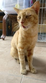 Garfield The Cat Nanny - Domestic Short Hair Cat