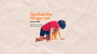 Garfield The Cat Nanny - Domestic Short Hair Cat