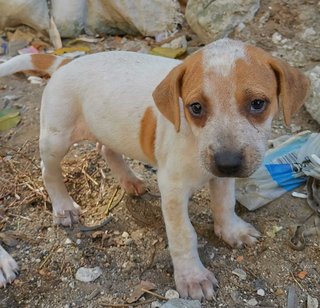 4 Cute Puppies - Mixed Breed Dog