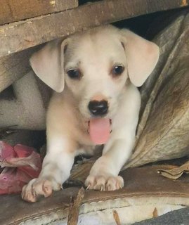 4 Cute Puppies - Mixed Breed Dog