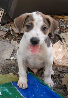 4 Cute Puppies - Mixed Breed Dog