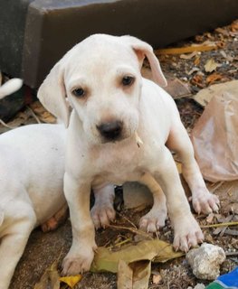 4 Cute Puppies - Mixed Breed Dog