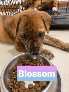 Blossom - Mixed Breed Dog