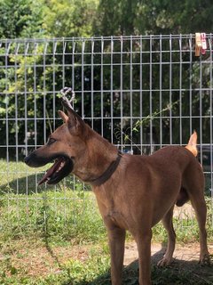 Loki - Mixed Breed Dog