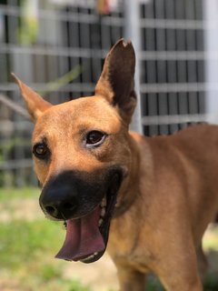 Loki - Mixed Breed Dog