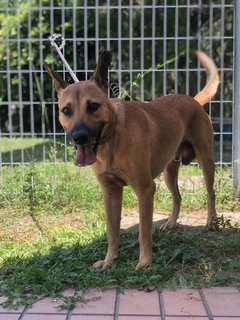 Loki - Mixed Breed Dog