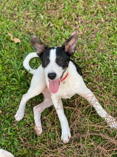 Panda Girl - Mixed Breed Dog