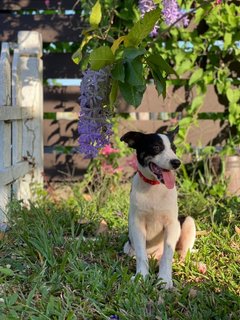 Panda Girl - Mixed Breed Dog