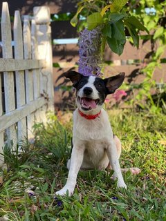 Panda Girl - Mixed Breed Dog