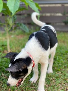 Panda Girl - Mixed Breed Dog