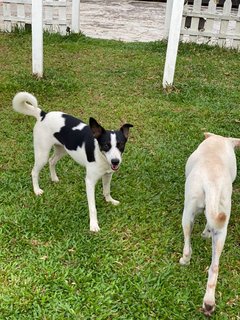 Panda Girl - Mixed Breed Dog