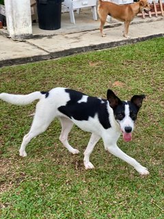 Panda Girl - Mixed Breed Dog