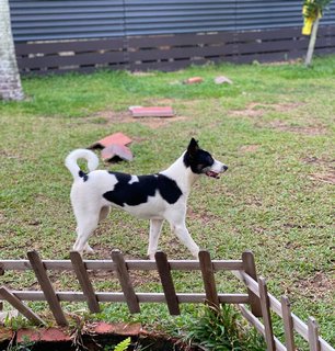 Panda Girl - Mixed Breed Dog