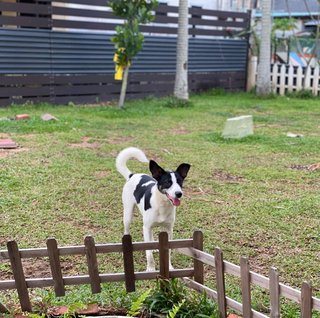 Panda Girl - Mixed Breed Dog