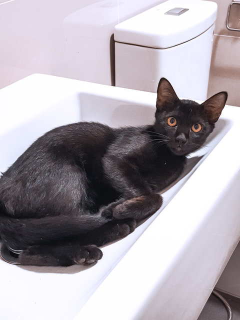 Bagheera - Domestic Medium Hair Cat