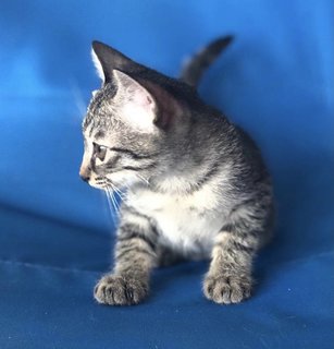 Noot - Tabby + Domestic Short Hair Cat
