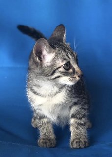Noot - Tabby + Domestic Short Hair Cat