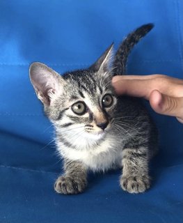 Noot - Tabby + Domestic Short Hair Cat
