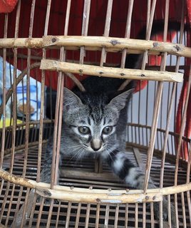 Noot - Tabby + Domestic Short Hair Cat
