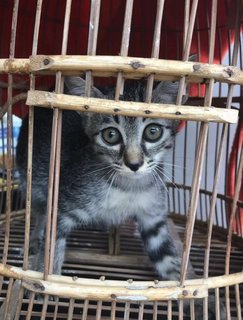 Noot - Tabby + Domestic Short Hair Cat