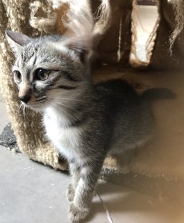 Noot - Tabby + Domestic Short Hair Cat