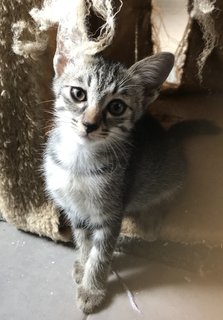 Noot - Tabby + Domestic Short Hair Cat