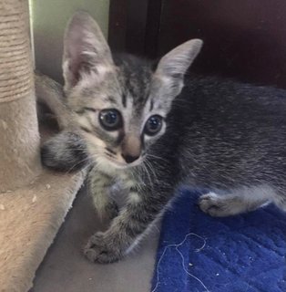 Noot - Tabby + Domestic Short Hair Cat