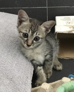 Noot - Tabby + Domestic Short Hair Cat
