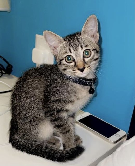 Noot - Tabby + Domestic Short Hair Cat