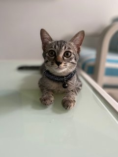 Noot - Tabby + Domestic Short Hair Cat