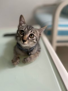 Noot - Tabby + Domestic Short Hair Cat
