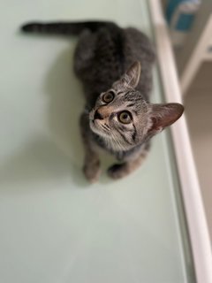 Noot - Tabby + Domestic Short Hair Cat