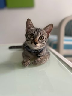 Noot - Tabby + Domestic Short Hair Cat