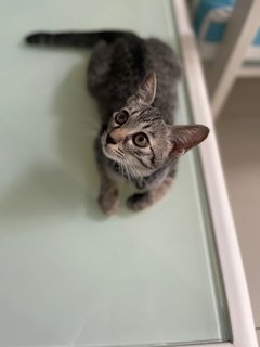 Noot - Tabby + Domestic Short Hair Cat
