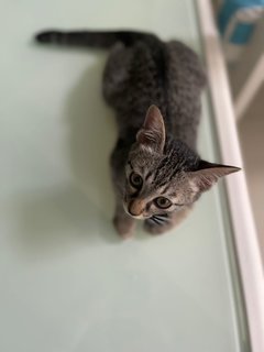 Noot - Tabby + Domestic Short Hair Cat