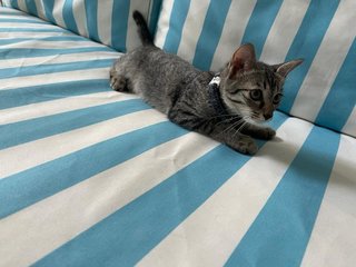 Noot - Tabby + Domestic Short Hair Cat