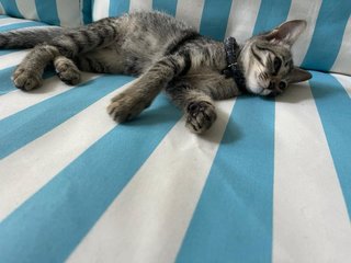 Noot - Tabby + Domestic Short Hair Cat