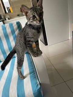 Noot - Tabby + Domestic Short Hair Cat