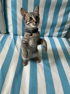 Noot - Tabby + Domestic Short Hair Cat