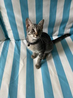 Noot - Tabby + Domestic Short Hair Cat