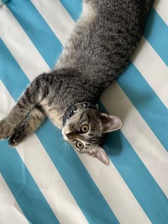 Noot - Tabby + Domestic Short Hair Cat