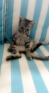 Noot - Tabby + Domestic Short Hair Cat