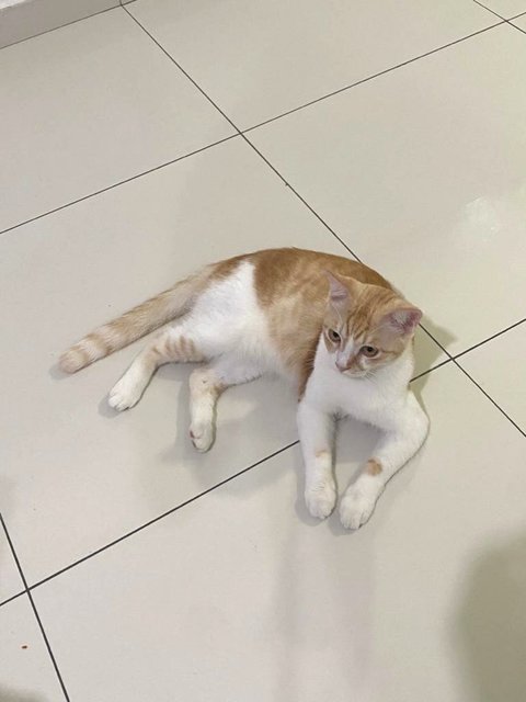 Oyen - Domestic Long Hair + Scottish Fold Cat