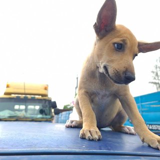 Ashline (K) - Mixed Breed Dog