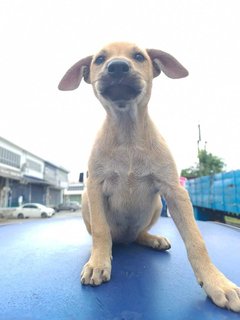 Ashline (K) - Mixed Breed Dog