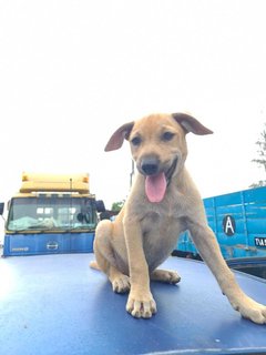Ashline (K) - Mixed Breed Dog