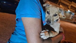 Ashline (K) - Mixed Breed Dog
