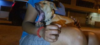 Ashline (K) - Mixed Breed Dog